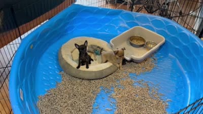 Jackie , a female Chihuahua for sale in Gray, GA – 6 of 6