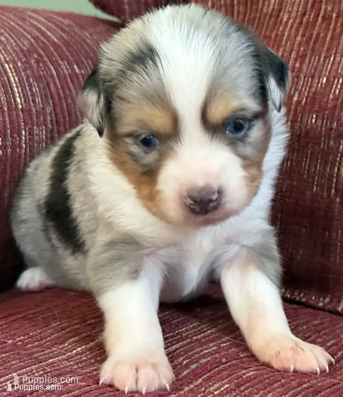 Perry – Australian Shepherd puppy for sale in Gray, GA