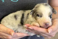 Logan, a male Australian Shepherd for sale in Gray, GA – 7 of 8