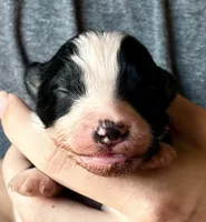 Levi, a male Australian Shepherd for sale in Gray, GA – 2 of 7