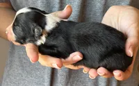 Levi, a male Australian Shepherd for sale in Gray, GA – 6 of 7