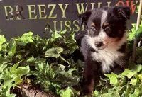 Sofia, a female Australian Shepherd for sale in Gray, GA – 8 of 10