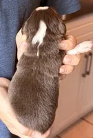 Sadie, a female Australian Shepherd for sale in Gray, GA – 4 of 5