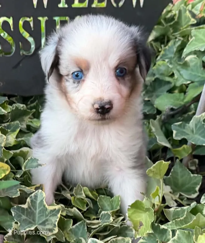Lenny – Australian Shepherd puppy for sale in Gray, GA
