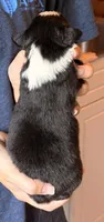 Sophie , a female Australian Shepherd for sale in Gray, GA – 4 of 5
