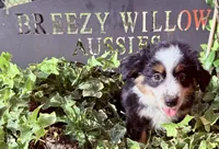 Stella, a female Australian Shepherd for sale in Gray, GA – 8 of 10