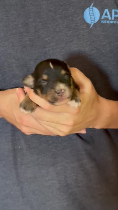 Dylan, a male Australian Shepherd for sale in Gray, GA – 5 of 5