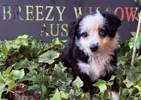 Sandy , a female Australian Shepherd for sale in Gray, GA – 3 of 10