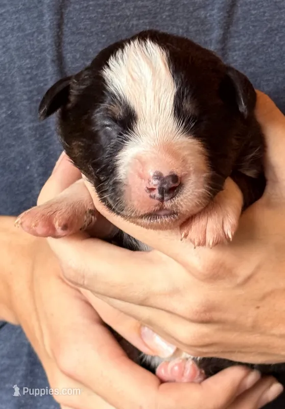 Sophie  – Australian Shepherd puppy for sale in Gray, GA