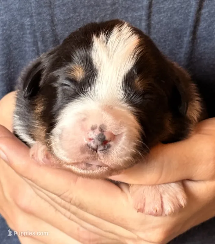 Sonny – Australian Shepherd puppy for sale in Gray, GA