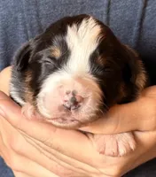 Sonny, a male Australian Shepherd for sale in Gray, GA – 1 of 5
