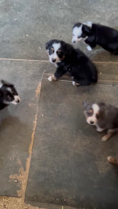 Stetson , a male Australian Shepherd for sale in Gray, GA – 9 of 10