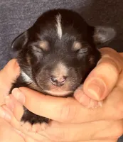 Danny, a male Australian Shepherd for sale in Gray, GA – 1 of 5