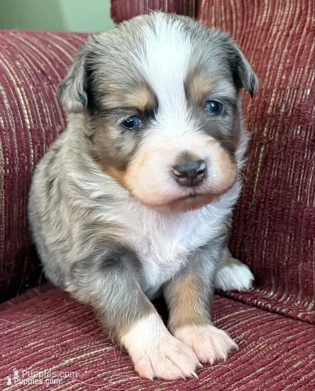 Peter – Australian Shepherd puppy for sale in Gray, GA