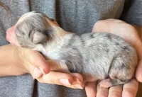 Lenny, a male Australian Shepherd for sale in Gray, GA – 5 of 7