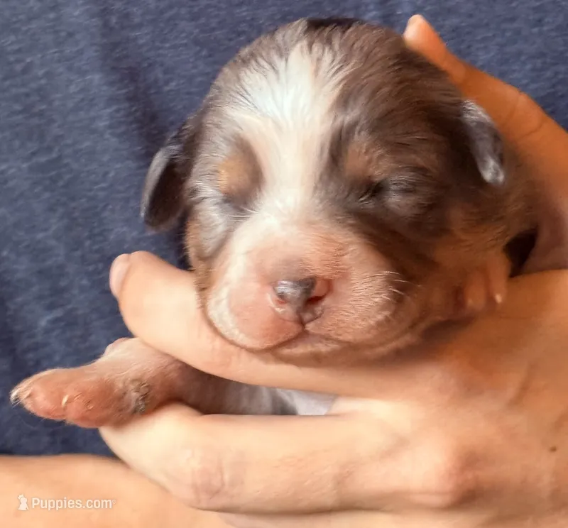 Sawyer – Australian Shepherd puppy for sale in Gray, GA