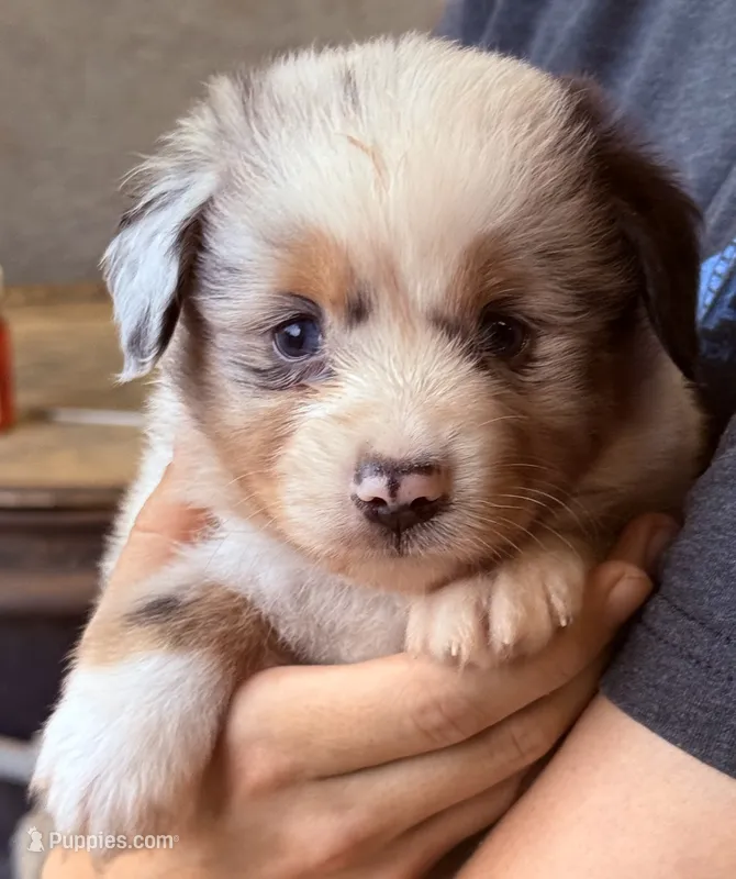 Samson  – Australian Shepherd puppy for sale in Gray, GA