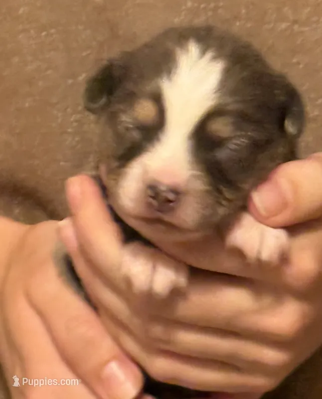 Paul – Australian Shepherd puppy for sale in Gray, GA
