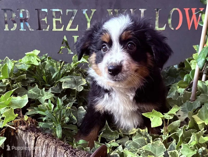 Stella – Australian Shepherd puppy for sale in Gray, GA