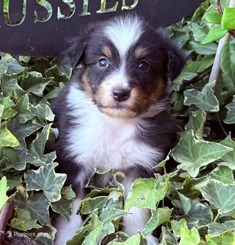 Lance  – Australian Shepherd puppy for sale in Gray, GA