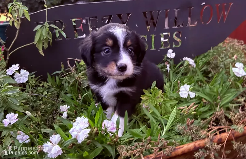 Daisy – Australian Shepherd puppy for sale in Gray, GA
