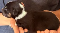 Danny, a male Australian Shepherd for sale in Gray, GA – 3 of 5