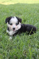 Sandy , a female Australian Shepherd for sale in Gray, GA – 5 of 10