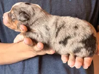 Sawyer, a male Australian Shepherd for sale in Gray, GA – 3 of 5