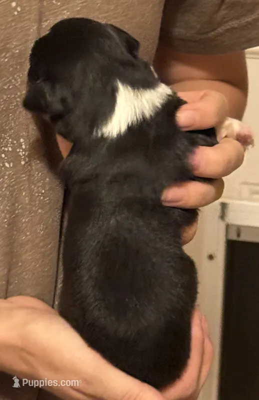 Penny – Australian Shepherd puppy for sale in Gray, GA