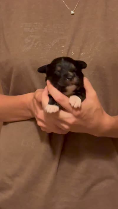 Phil, a male Australian Shepherd for sale in Gray, GA – 5 of 5