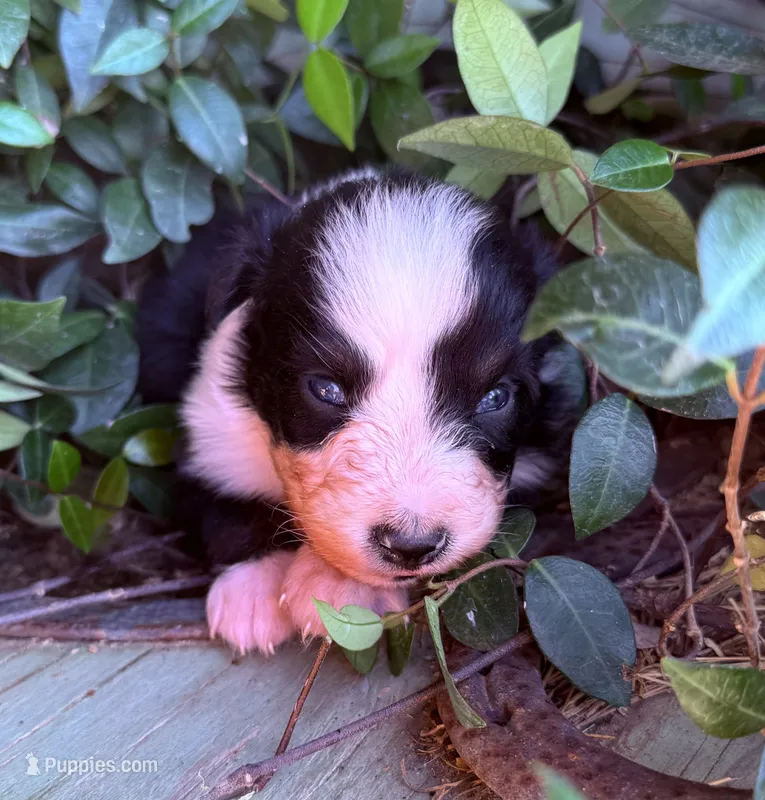 Levi – Australian Shepherd puppy for sale in Gray, GA