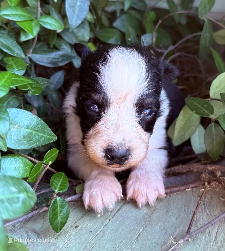 Luke – Australian Shepherd puppy for sale in Gray, GA