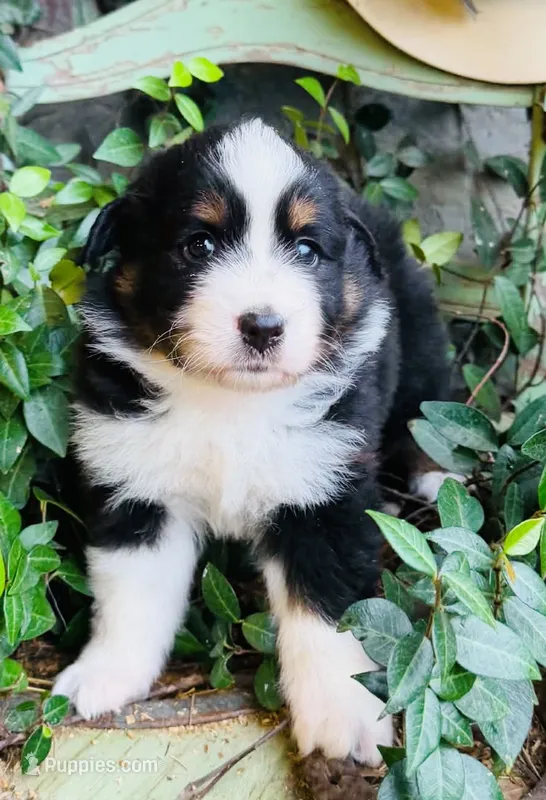 Sonny – Australian Shepherd puppy for sale in Gray, GA