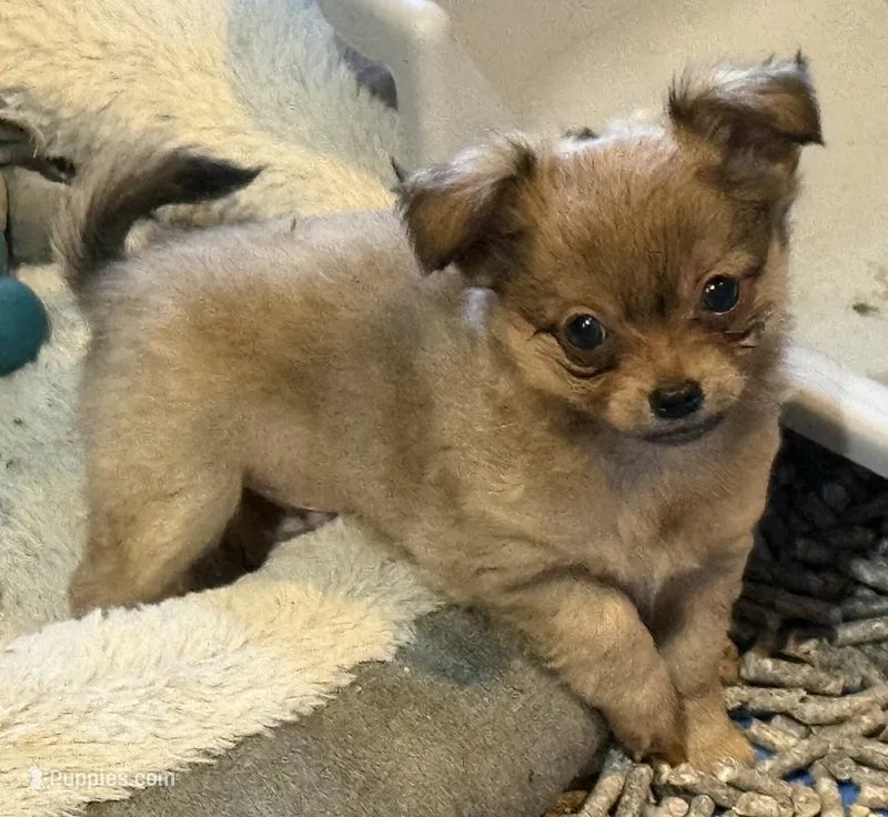 Ray  – Chihuahua puppy for sale in Gray, GA