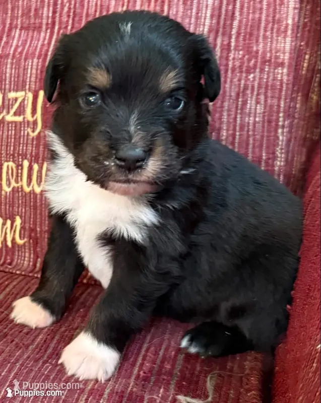 Phil – Australian Shepherd puppy for sale in Gray, GA