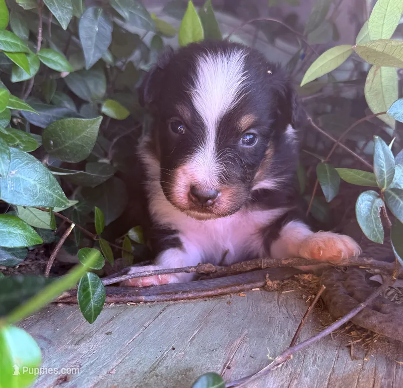Lance  – Australian Shepherd puppy for sale in Gray, GA