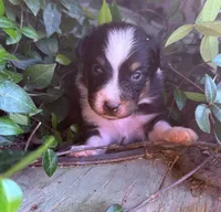 Lance , a male Australian Shepherd for sale in Gray, GA – 1 of 7