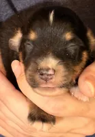 Dylan, a male Australian Shepherd for sale in Gray, GA – 4 of 5