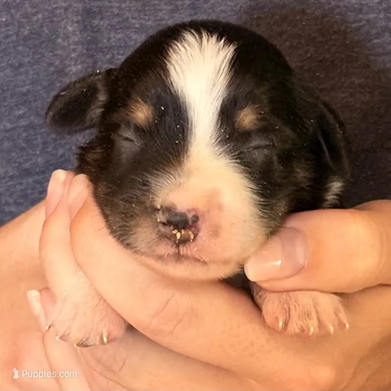 Daisy – Australian Shepherd puppy for sale in Gray, GA