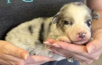 Logan, a male Australian Shepherd for sale in Gray, GA – 4 of 8
