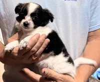 Bessie, a female Chihuahua for sale in Gray, GA – 3 of 4