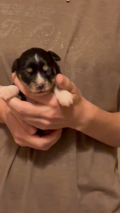 Penny, a female Australian Shepherd for sale in Gray, GA – 5 of 5