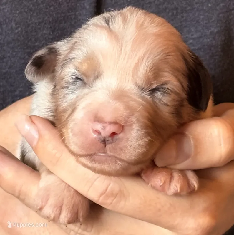Samson  – Australian Shepherd puppy for sale in Gray, GA