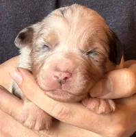 Samson , a male Australian Shepherd for sale in Gray, GA – 1 of 5