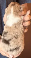 Spencer, a male Australian Shepherd for sale in Gray, GA – 4 of 5
