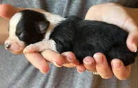 Luke, a male Australian Shepherd for sale in Gray, GA – 3 of 7