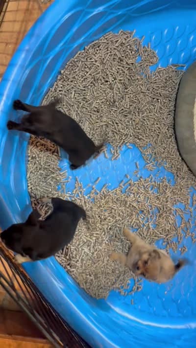 Jackie , a female Chihuahua for sale in Gray, GA – 4 of 6