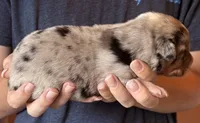 Simon, a male Australian Shepherd for sale in Gray, GA – 4 of 5