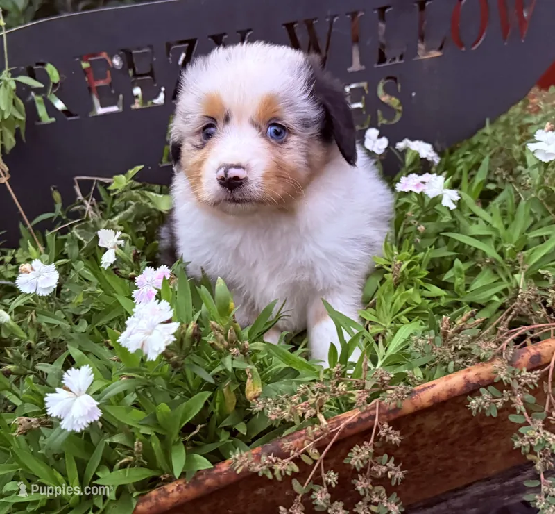 Samson  – Australian Shepherd puppy for sale in Gray, GA