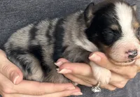 Leroy, a male Australian Shepherd for sale in Gray, GA – 4 of 7